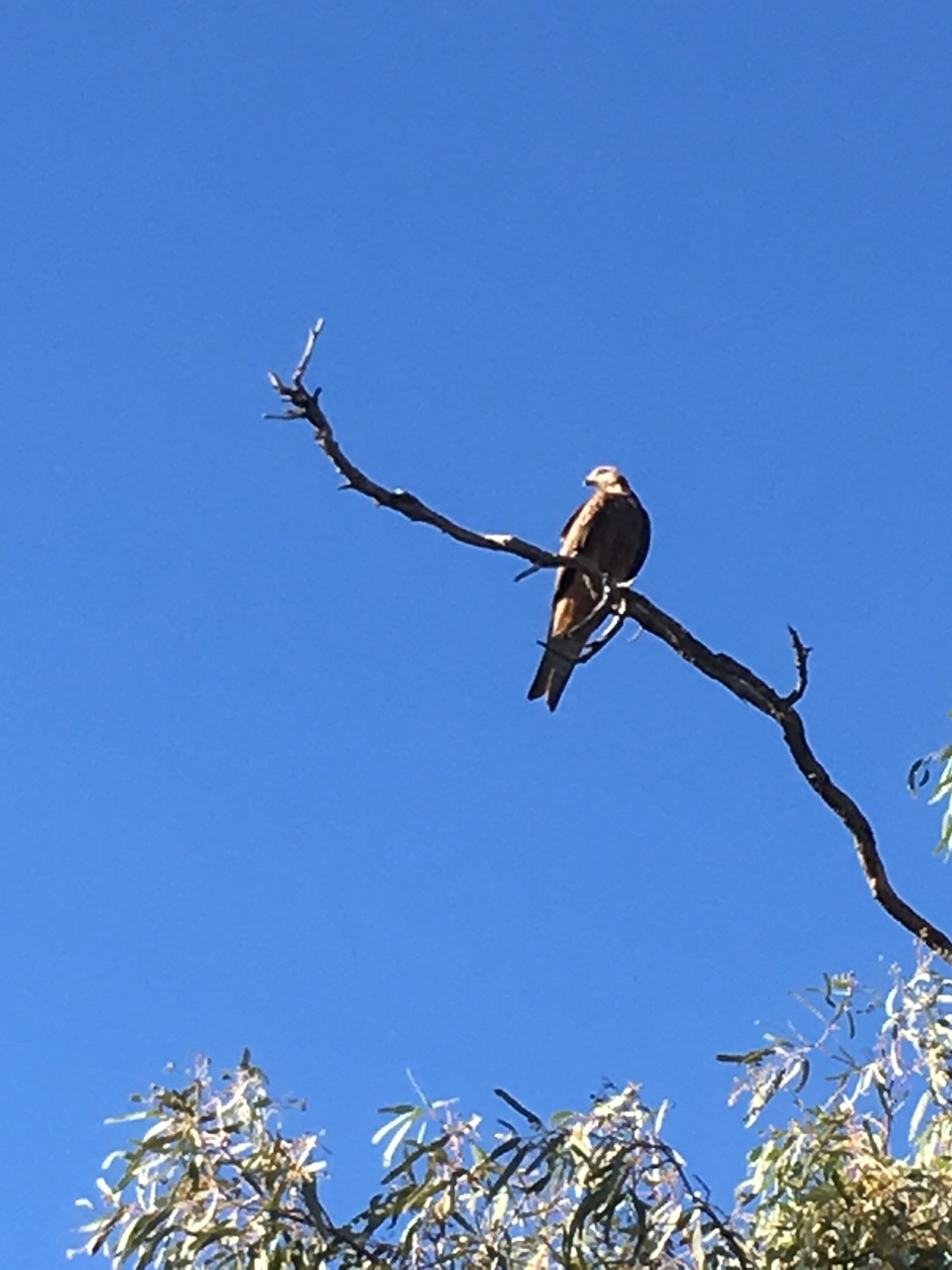 A Whistling Kite (we think)