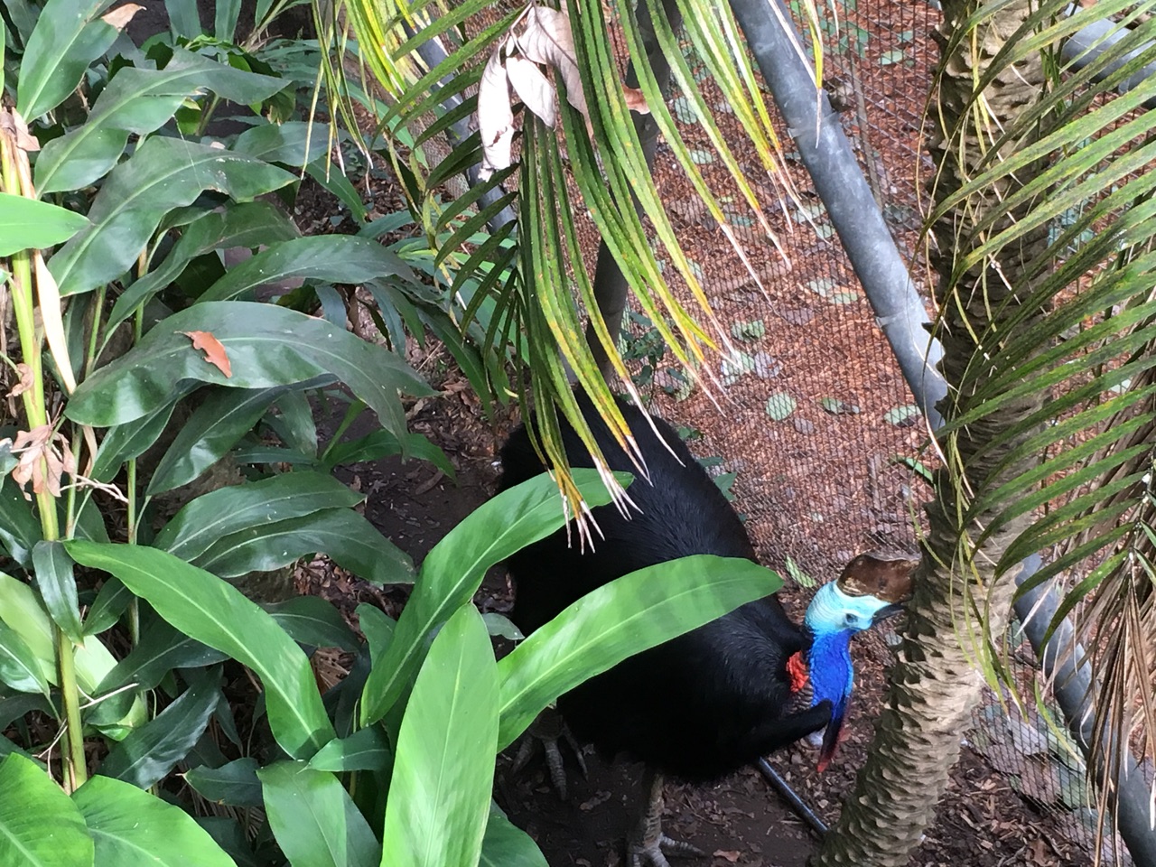 Cassowary