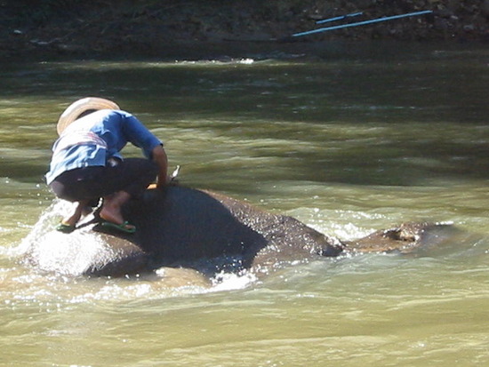 Washing the elephants