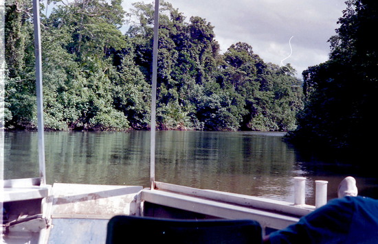 Daintree River