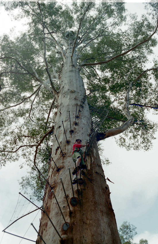 The Gloucester Tree