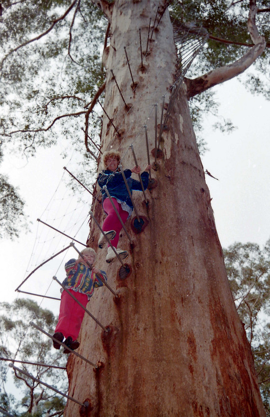 The Gloucester Tree