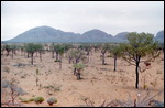 The Olgas