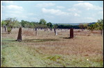 Magnetic Termite Mounds