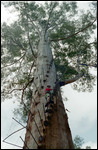 The Gloucester Tree
