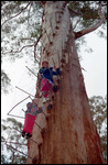 The Gloucester Tree