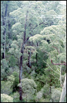 Valley of the Giants