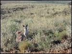 Some kangaroos